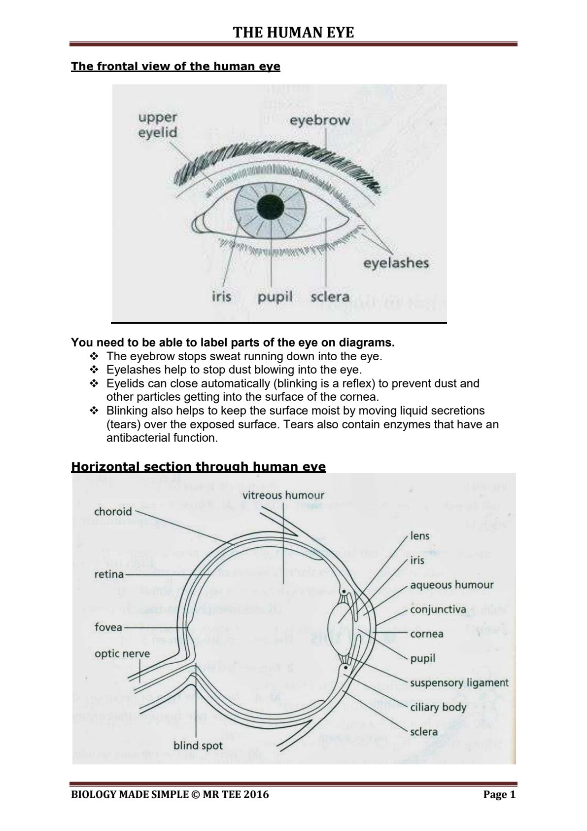 First page of O-Level Biology The Human Eye Notes Zimbabwe
