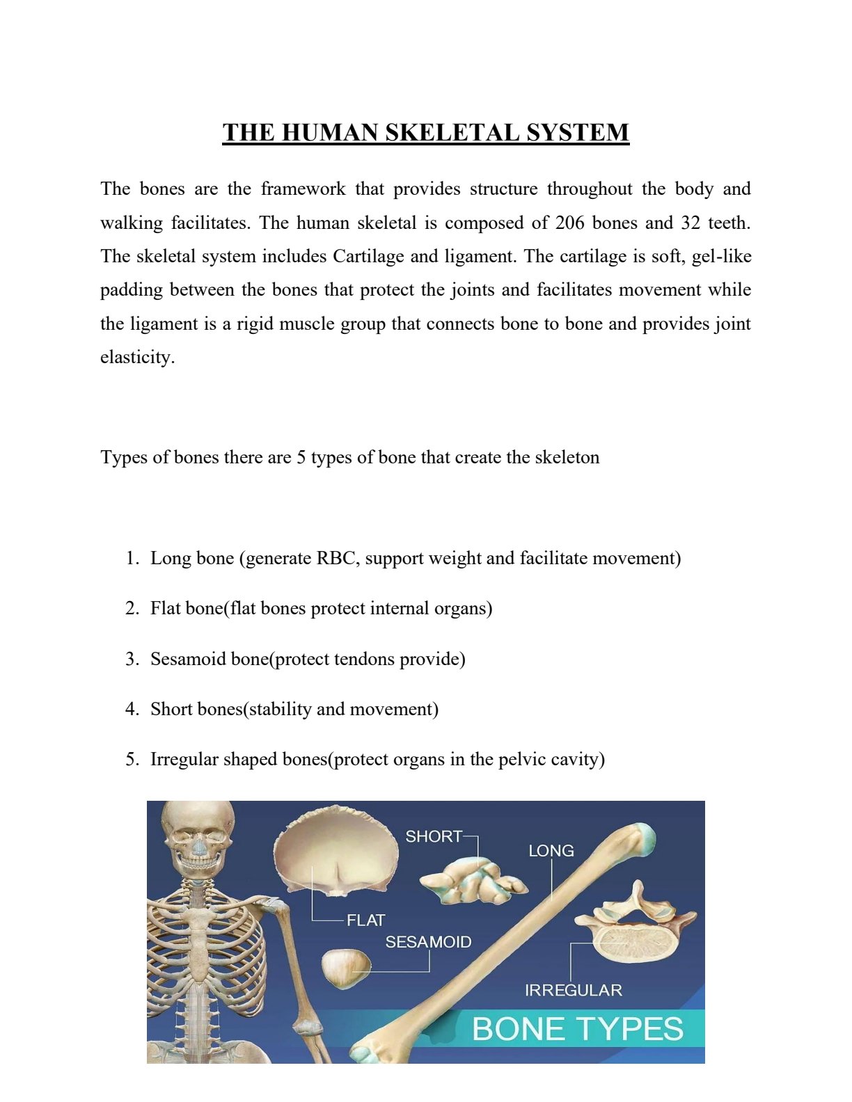 First page of Secondary Biology The Human Skeletal System Notes Zimbabwe